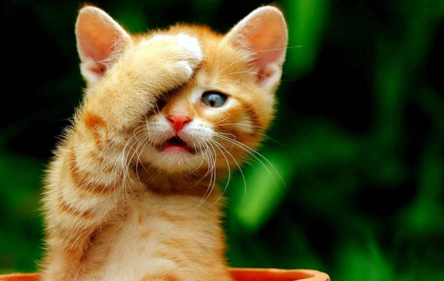 Cool Cat Face Palm Wallpaper