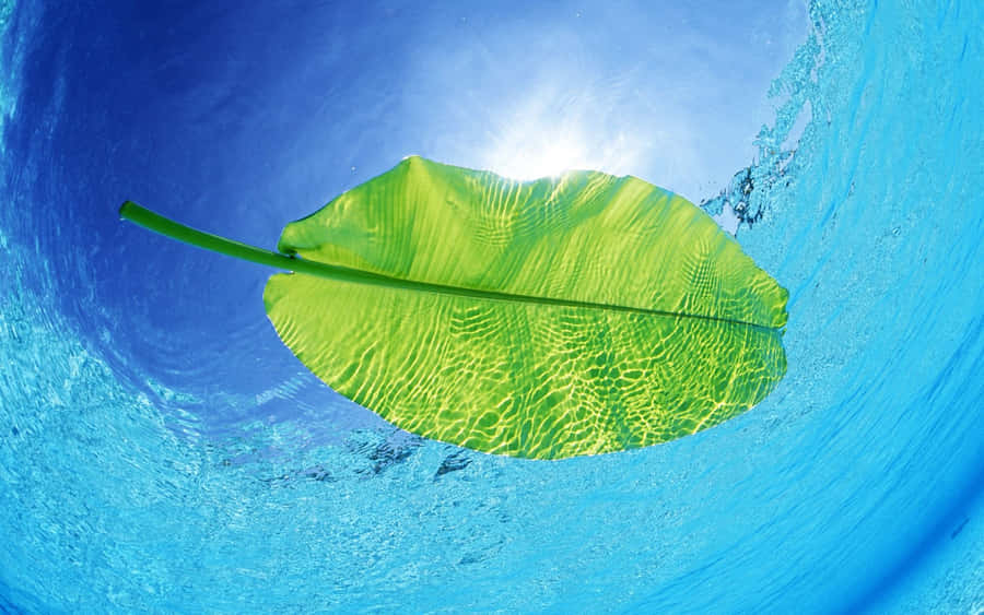 Cool Summer Leaf On Water Wallpaper
