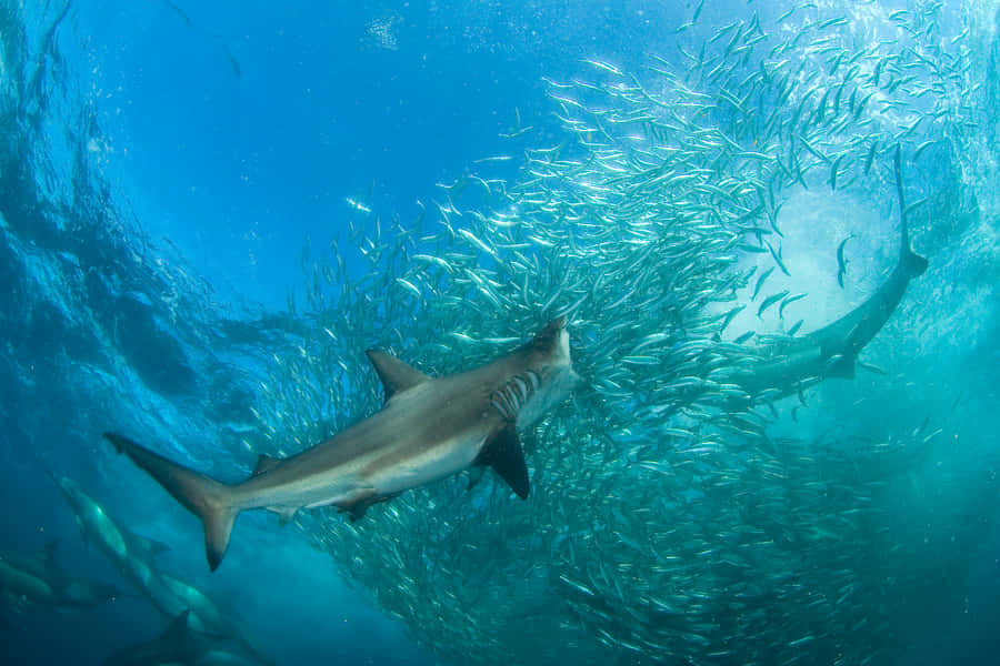 Copper Shark Hunting Schoolof Fish Wallpaper