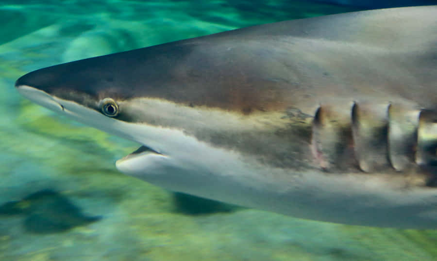 Copper Shark Up Close Wallpaper