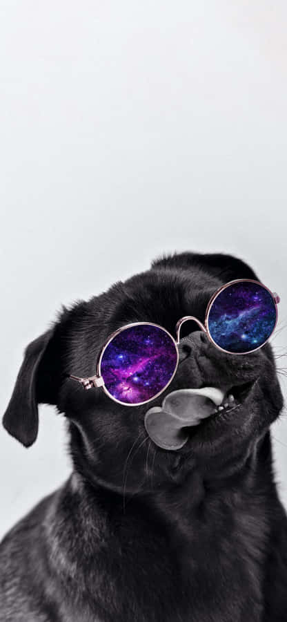 Cosmic_ Pup_with_ Purple_ Sunglasses.jpg Wallpaper