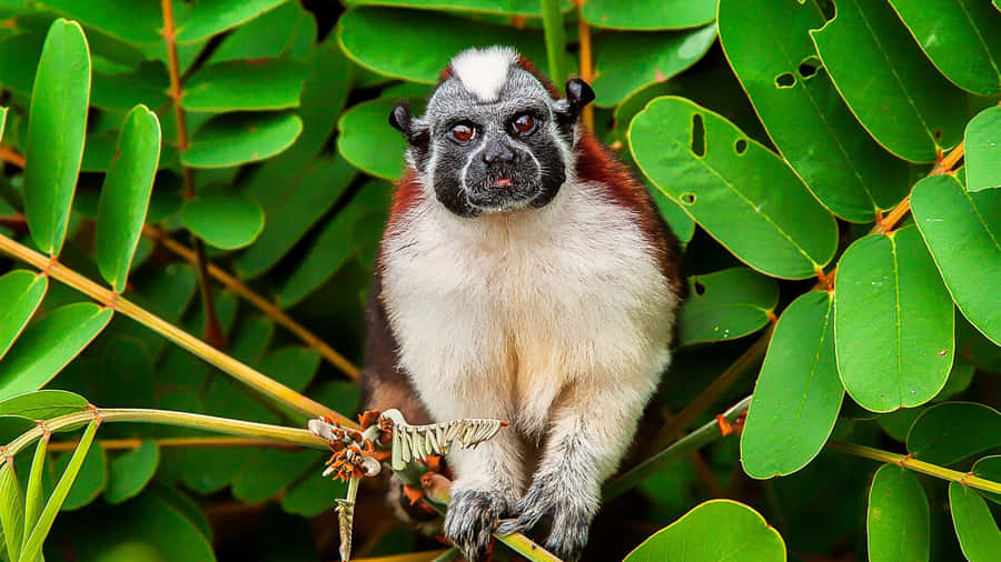 Cotton Top_ Tamarin_in_ Green_ Foliage.jpg Wallpaper