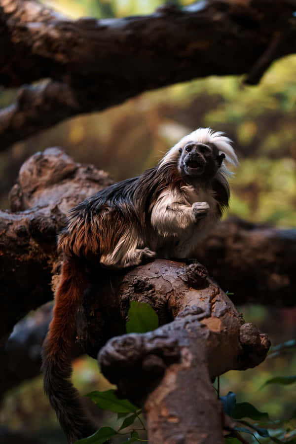 Cotton Top_ Tamarin_ In_ Tree.jpg Wallpaper