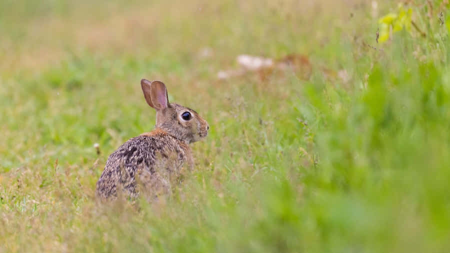 Cottontail Rabbitin Grassy Field Wallpaper