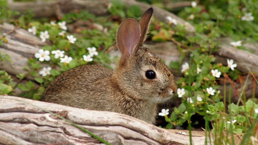 Cottontail Rabbitin Nature Wallpaper