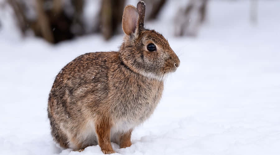 Cottontail Rabbitin Snow Wallpaper