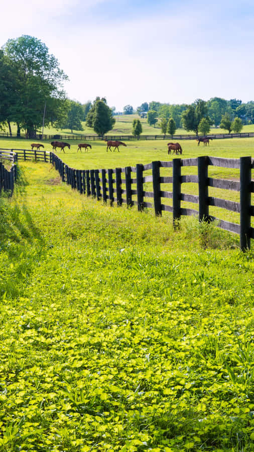 Country Farm Pasture Scene Wallpaper