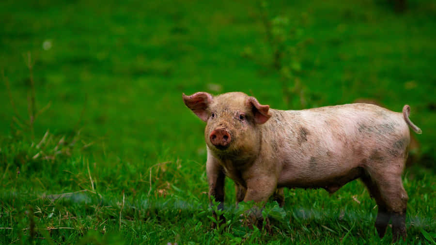 Country Farm Piglet Wallpaper