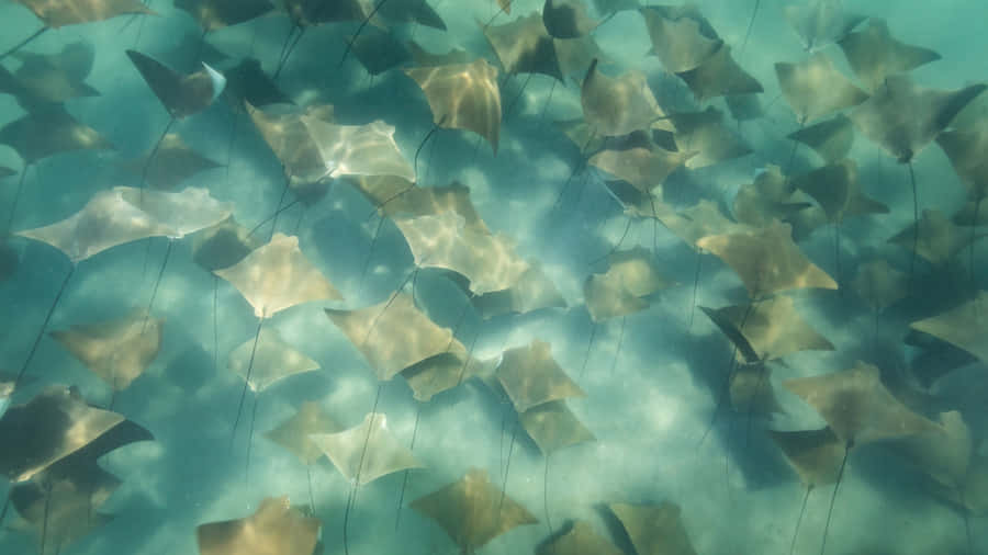 Cownose Ray School Underwater Wallpaper