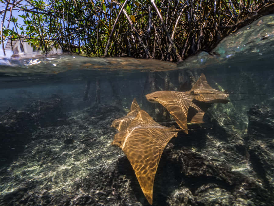 Cownose Ray Swimming Near Mangroves Wallpaper