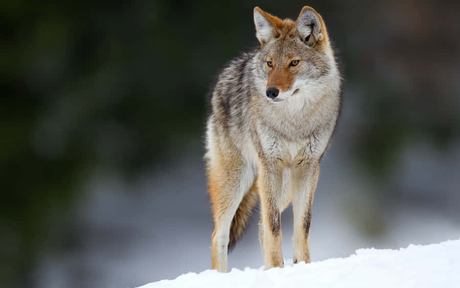 Coyote In The Winter Wallpaper