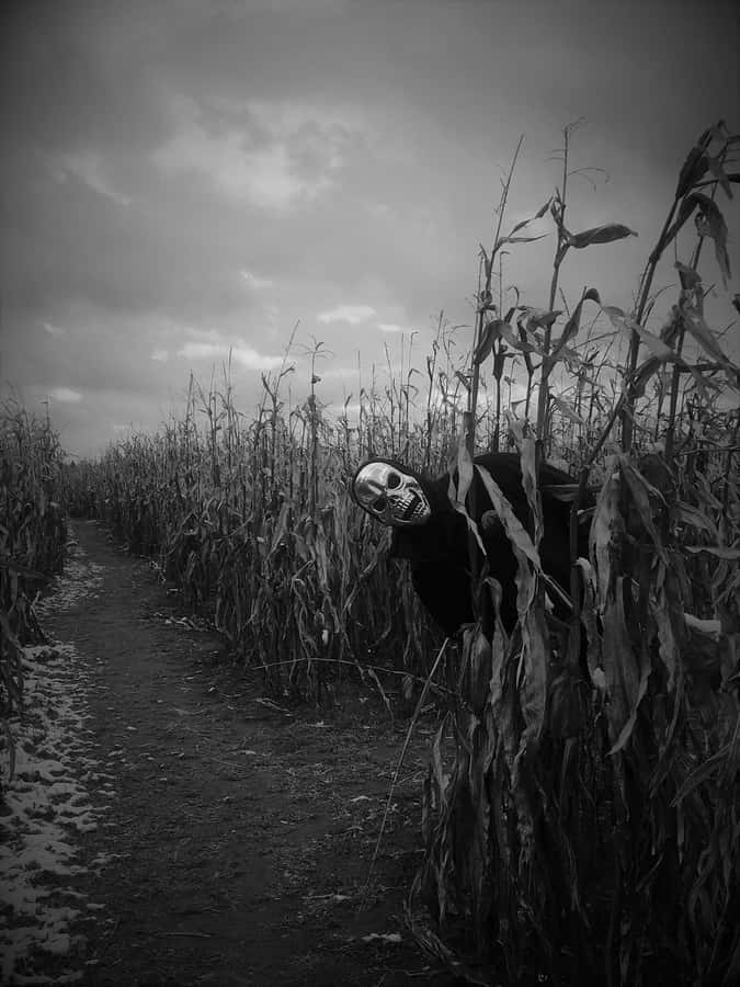 Creepy_ Figure_in_ Corn_ Maze.jpg Wallpaper