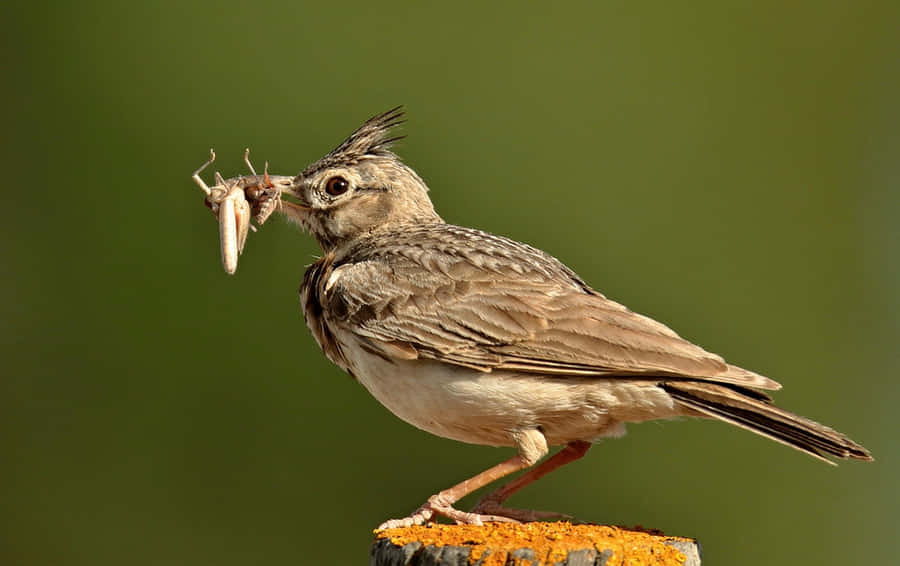 Crested Lark Catching Insect Wallpaper