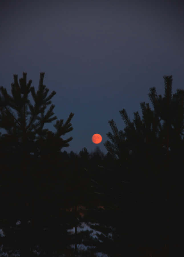 Crimson Moonrise Through Pines Wallpaper