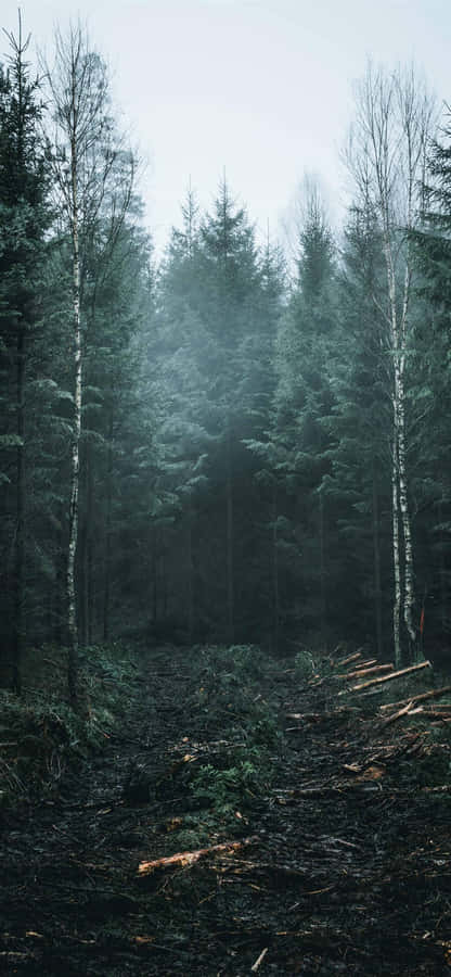 Crisp Tall Trees [wallpaper] Wallpaper