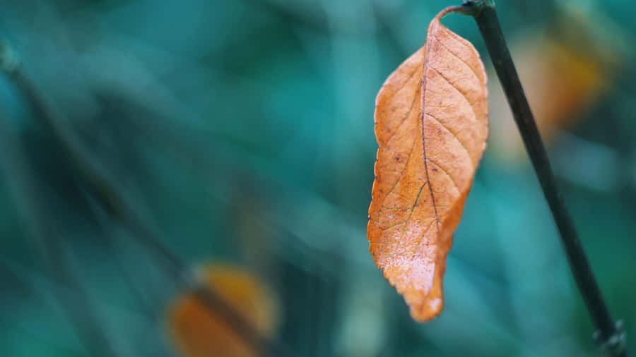 Crispy Autumn Brown Leaves Wallpaper