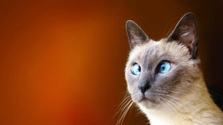 Cross-eyed Funny Cat Wallpaper