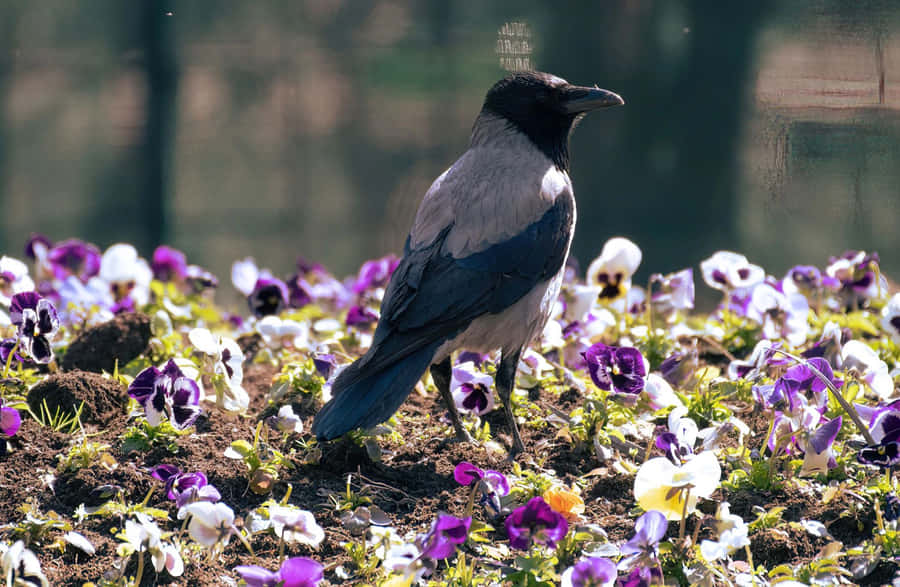 Crow_ Amidst_ Pansies_in_ Sunlight Wallpaper