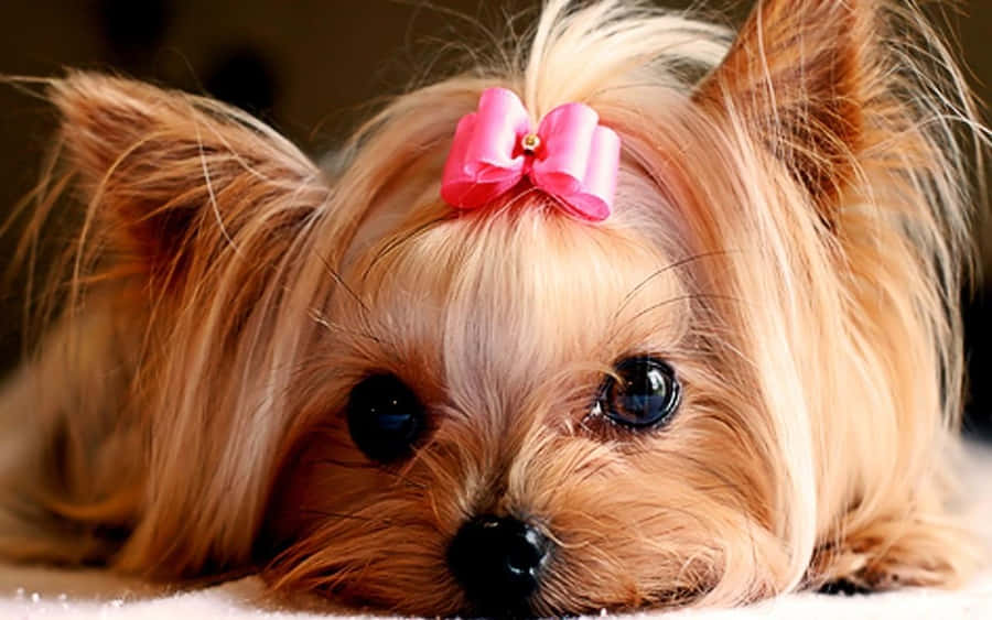 Cuddly Friends Wallpaper