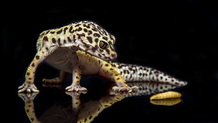 Curious Leopard Gecko On Black Wallpaper