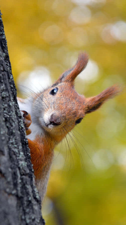 Curious Red Squirrel Peeking Wallpaper