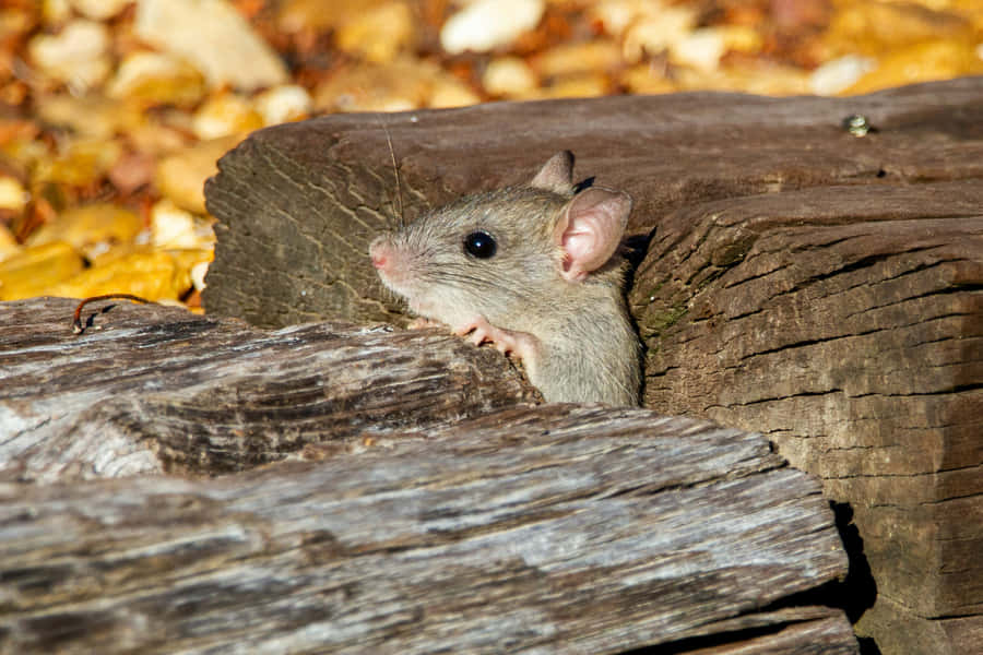 Curious Rodent Peeking From Wooden Logs Wallpaper