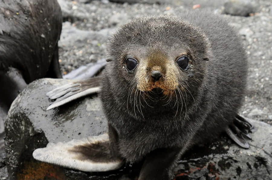 Curious Southern Fur Seal Pup Wallpaper