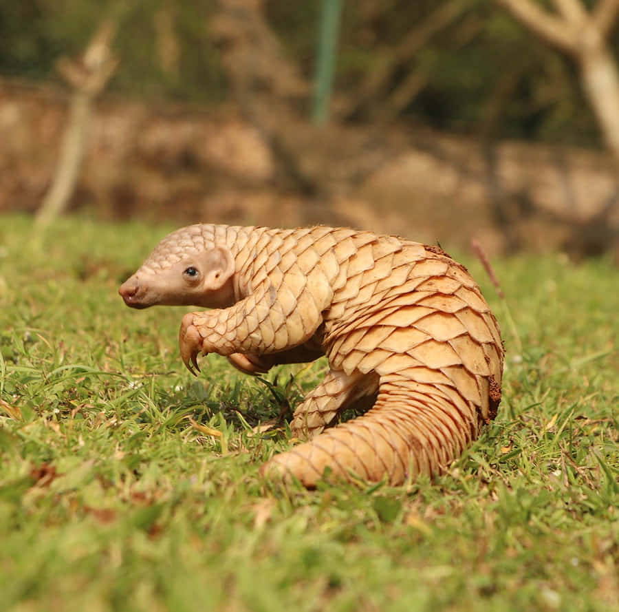 Curled Pangolinin Grass Wallpaper