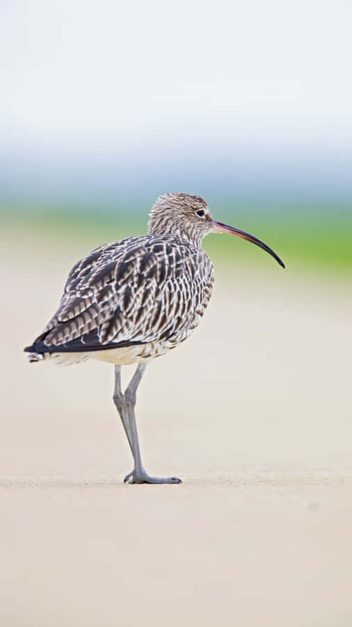 Curlew Standing Alone.jpg Wallpaper