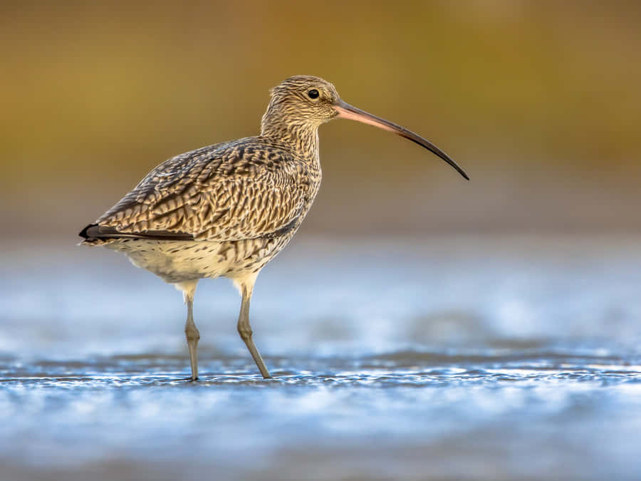 Curlew Standingin Water Wallpaper