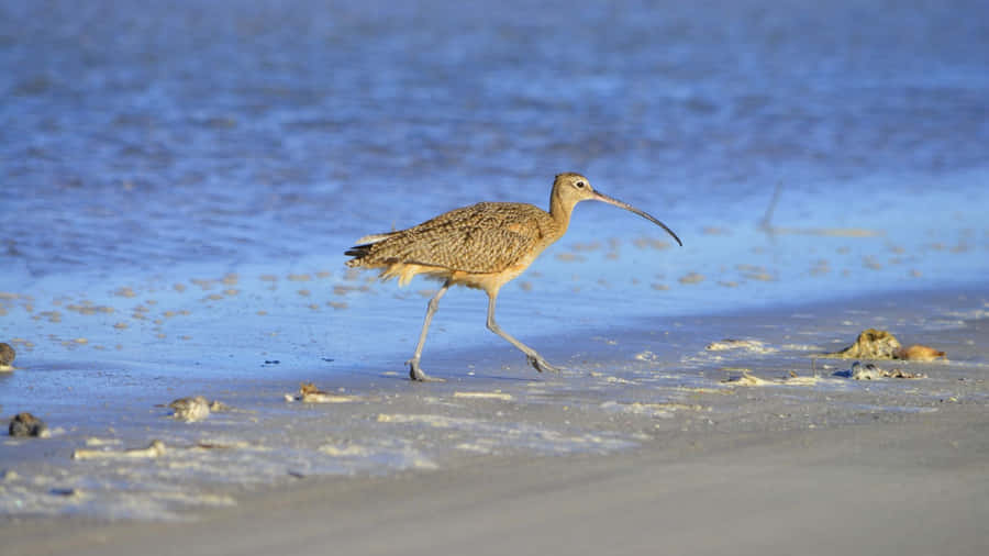 Curlewon Coastal Shore Wallpaper