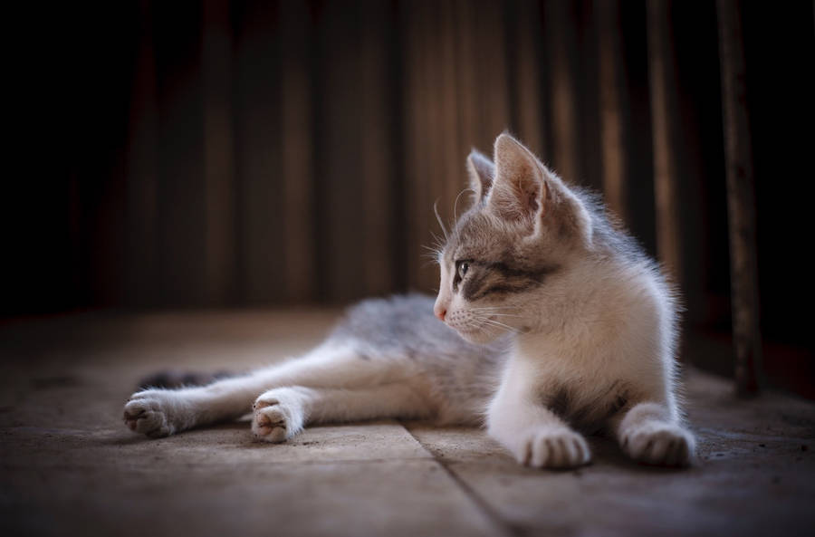 Cut Cate Sits Looking Away Wallpaper