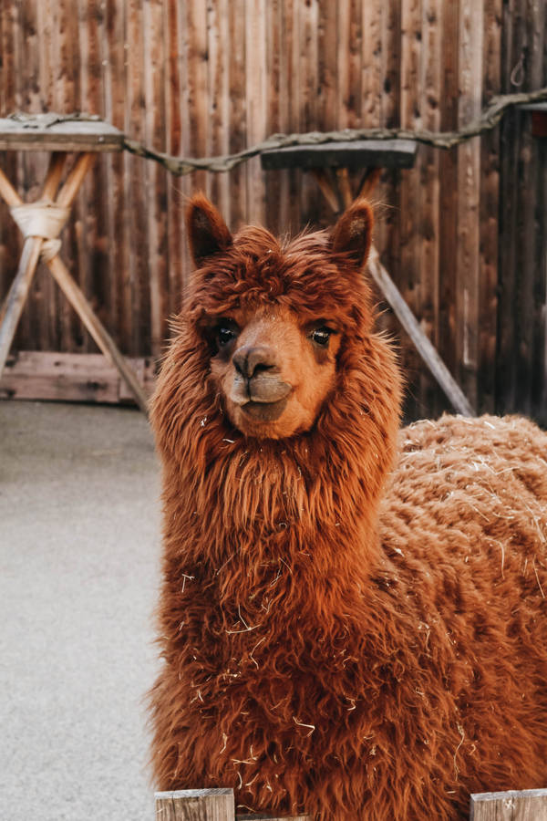 Cute Animal Huacaya Alpaca Wallpaper