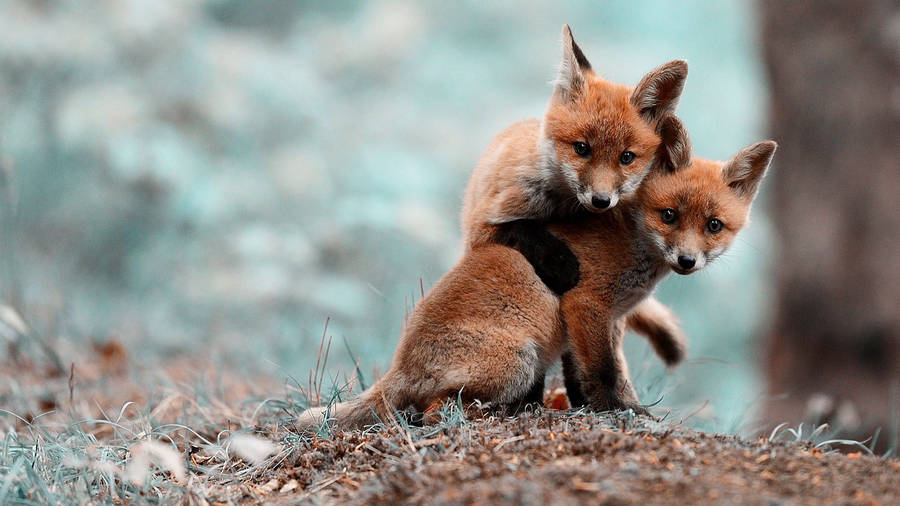 Cute Baby Fox Animal Wallpaper