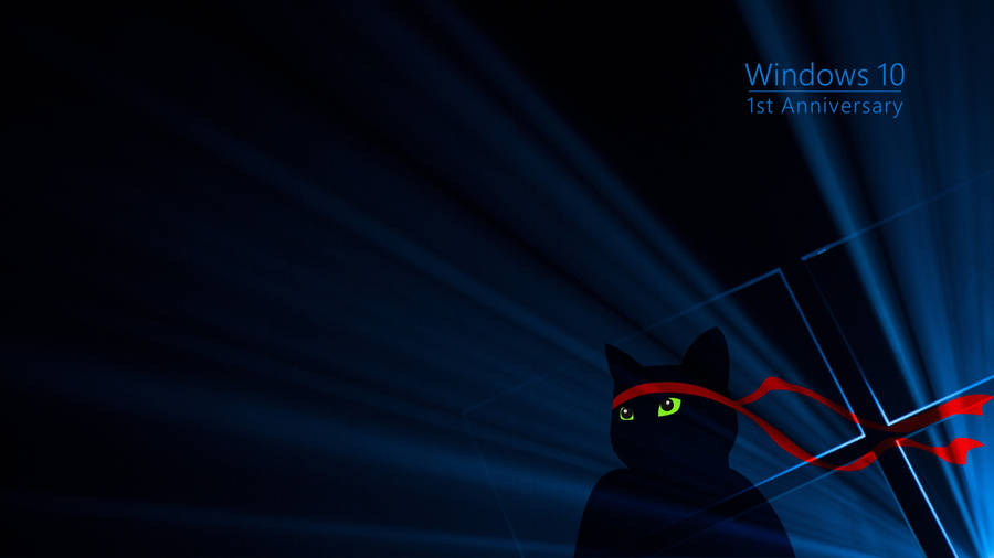 Cute Black Cat Cool 4k Wallpaper