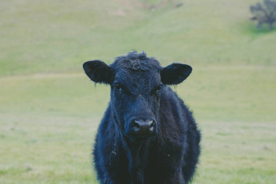 Cute Black Cow On Grass Wallpaper