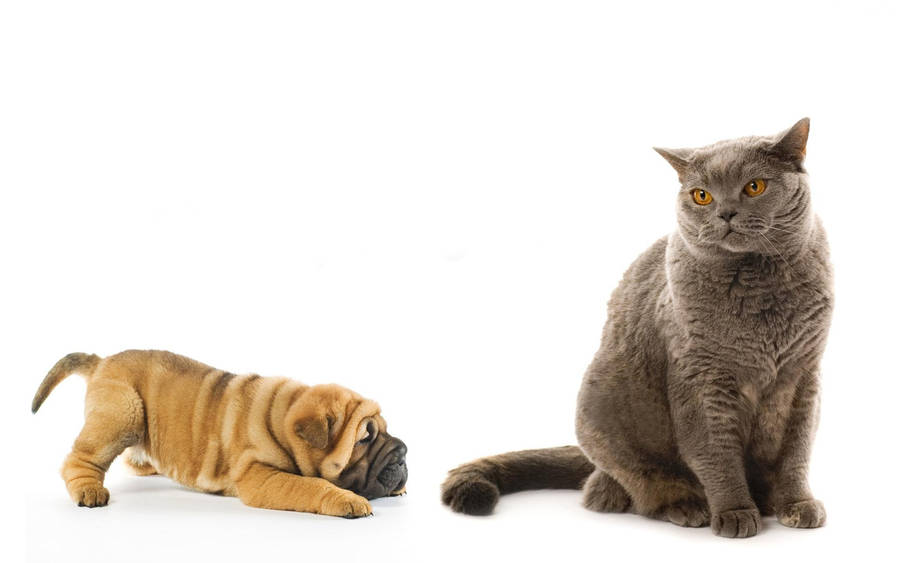Cute Cat And Puppy Wallpaper