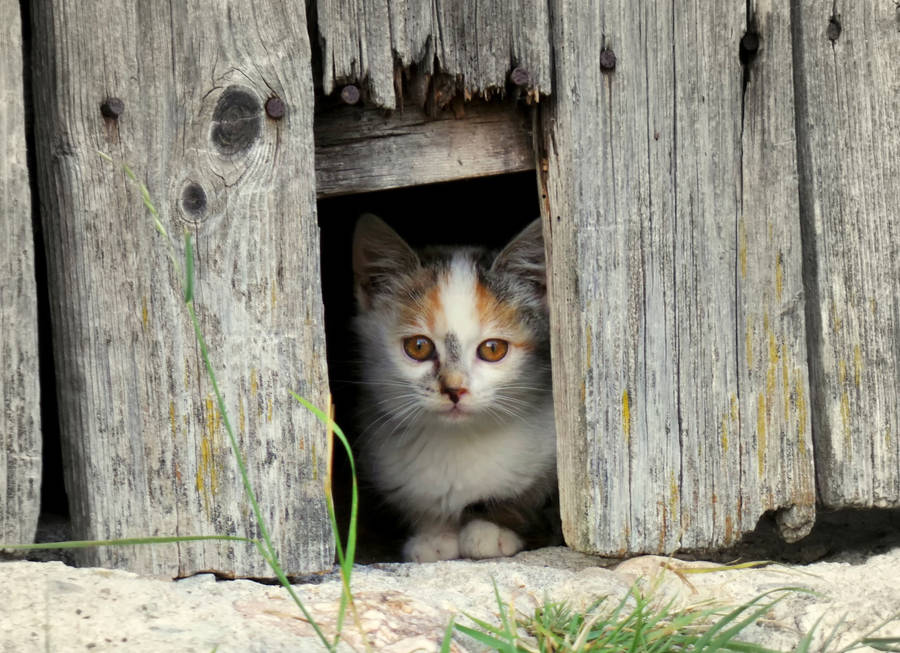 Cute Cat In A Wooden House Wallpaper