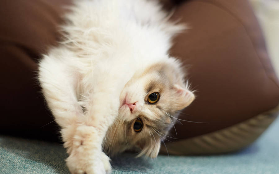 Cute Cat Pillow Chair Wallpaper