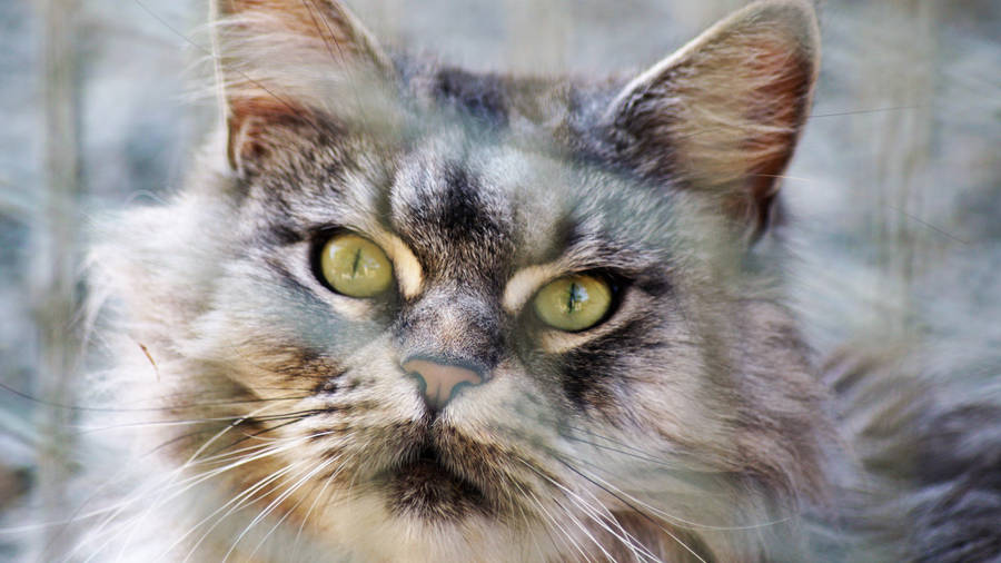 Cute Cat Strange Wallpaper