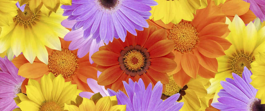 Cute Colorful Daisies Wallpaper