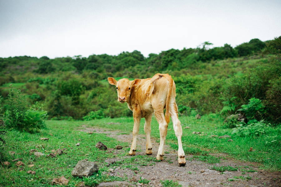 Cute Cow On A Grassy Path Wallpaper