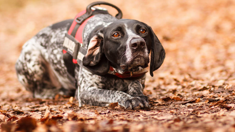 Cute Dog Black Spots In Red Harness Wallpaper