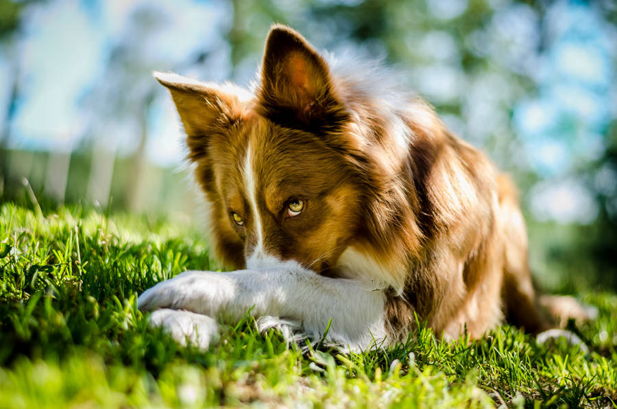 Cute Dog Collie Under The Sun Wallpaper