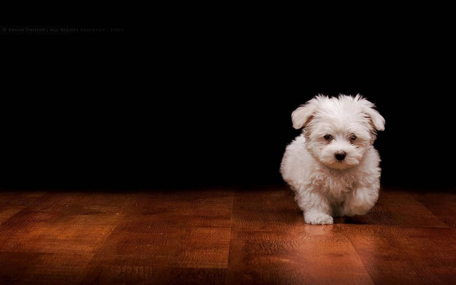 Cute Dog Running Wallpaper