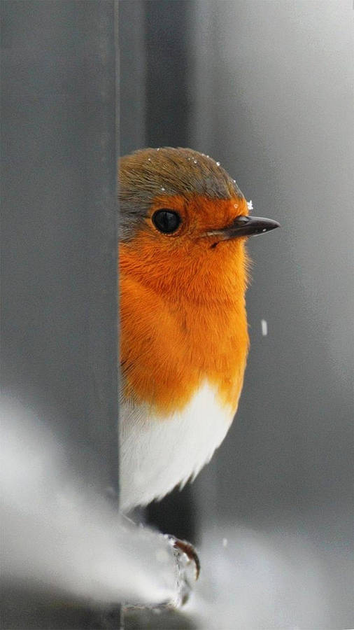 Cute European Robin Top Iphone Hd Wallpaper