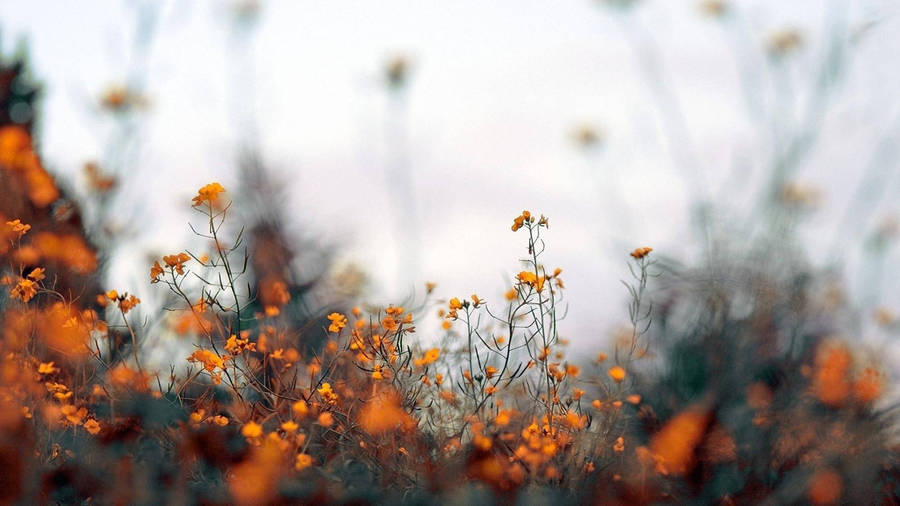 Cute Fall Aesthetic Of Orange Flowers Wallpaper