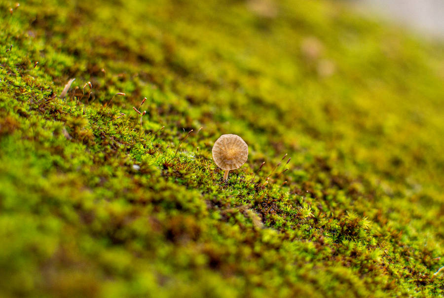 Cute French Mushroom On Moss Wallpaper
