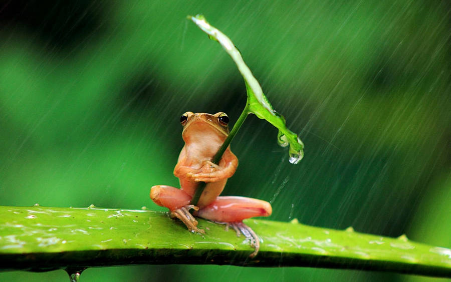 Cute Frog In The Rain Wallpaper