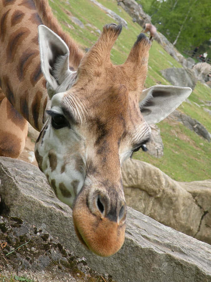 Cute Giraffe Resting Beside Rock Wallpaper